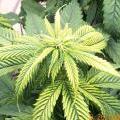 This marijuana plant is showing signs of a zinc deficiency in it's new growth