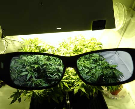 A view of the Method 7 Made-for-HPS glasses, which show plants in true color under the harsh yellow light of an HPS!
