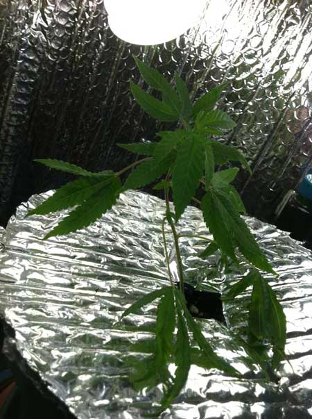 Marijuana microgrow - day 1 - just cloned - Vegetative Stage