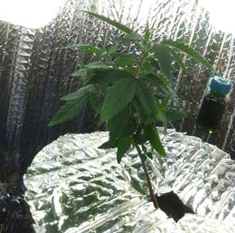 Marijuana microgrow - Week 2  - Vegetative Stage