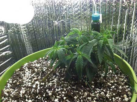 Marijuana microgrow - Week 3 - Vegetative Stage