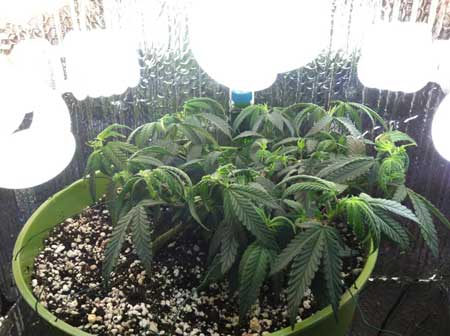 Marijuana microgrow - Week 4 - Vegetative Stage