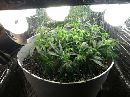 Marijuana microgrow - Week 5 - Vegetative Stage