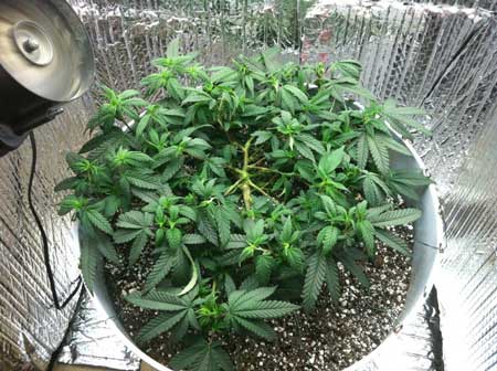 Marijuana microgrow - Week 6 - Vegetative Stage