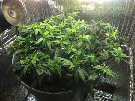 Marijuana microgrow - Week 7 - Start Flowering Stage - Day 50