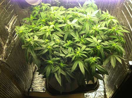 Marijuana microgrow - Week 9 - Flowering Stage