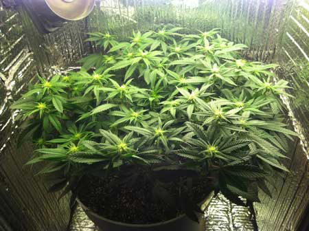 Marijuana microgrow - Week 10 - Flowering Stage