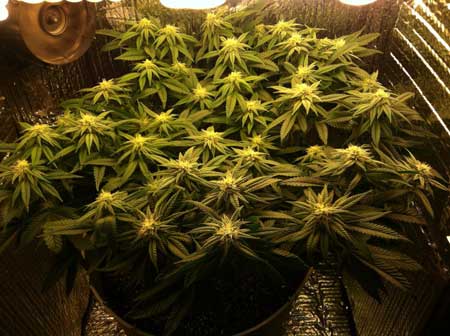 Marijuana microgrow - Week 11 - Flowering Stage