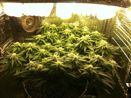 Marijuana microgrow - Week 12 - Flowering Stage