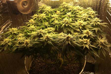 Marijuana microgrow - Week 13 - Flowering Stage