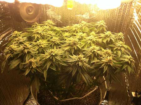 Marijuana microgrow - Week 14 - Flowering Stage