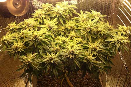 Marijuana microgrow - Week 15 - Flowering Stage