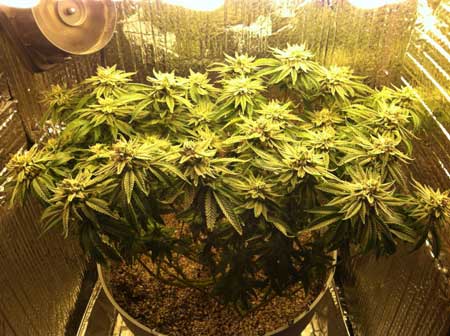 Marijuana microgrow - Week 16 - Flowering Stage