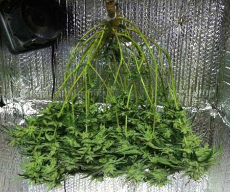 Marijuana Microgrow - Week 17 - Harvest