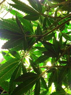 Look upwards through the cannabis canopy