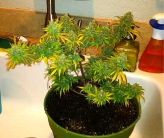 First Marijuana Microgrow