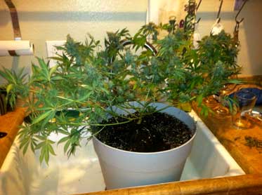 Second Marijuana Microgrow