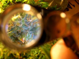 Looking at the trichomes on the plant through a magnifier. Trichomes are also known as crystals and resin glands depending on where you live.