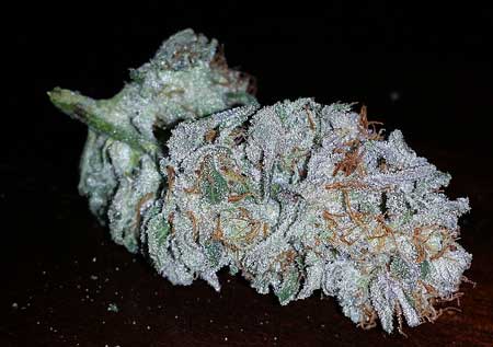 A gorgeous cannabis bud - sparkling with trichomes!