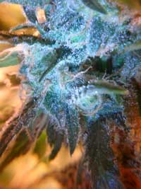 A bunch of trichomes on one of the Papaya buds