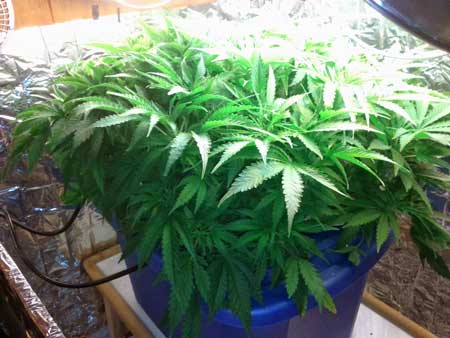 The 4 cannabis plants have grown a bit out of control over the last month