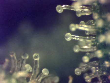 Close-up of the lovely trichomes - the trichomes of a cannabis plant give you information about when the plant is ready to harvest