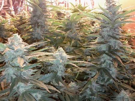 The colas of the four Papaya cannabis plants are fattening up every day