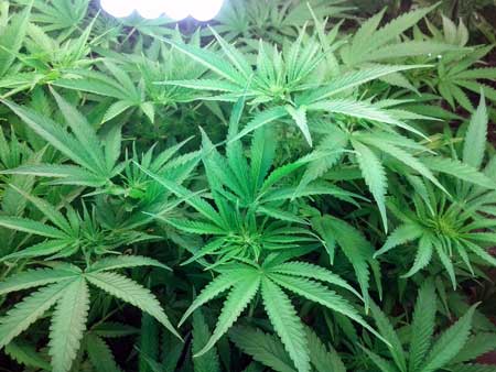 Cannabis flowering stage begins