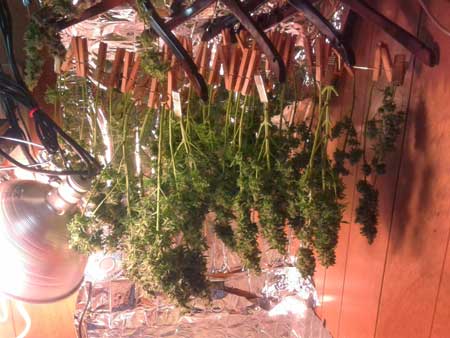 Papaya cannabis buds hanging to dry - need to wait a few days for the dry weight