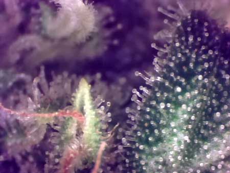 Another view of the trichomes