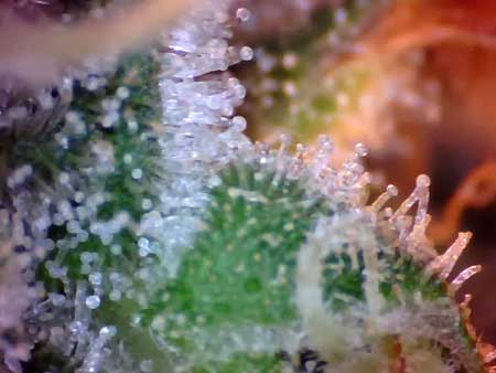 These milky white trichomes indicate that the harvest window is open