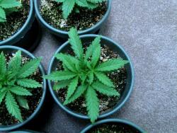 Smaller pots tend to keep marijuana plants smaller, but also need to be watered more often