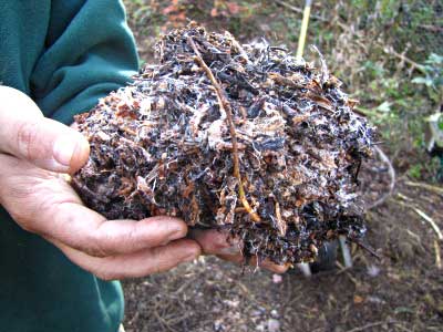 Fungi growing in mulch