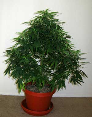 Cannabig plants in the vegetative stage can continue to vegetate indefinitely if they're never given a 12-12 light schedule