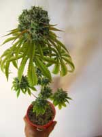 Marijuana grown in hempy solo cup