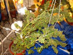 Medical marijuana plant falling over from buds