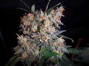 Aurora Indica marijuana grown with LED lights