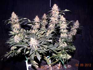 Aurora Indica marijuana grown with LED lights