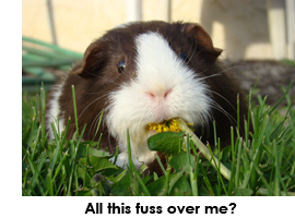 Něco tak jednoduchého jako guinea pig habitat bylo příčinou zátahů na konopí v minulosti