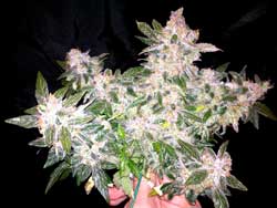 Northern Lights buds grown under LED grow light