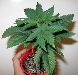 Keep marijuana plants small by growing them in a smaller container