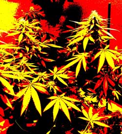 Marijuana plants loving life