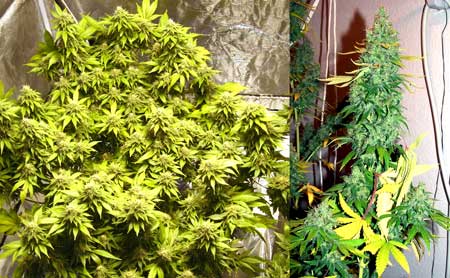 Order feminized Aurora Indica seeds by Nirvana today!