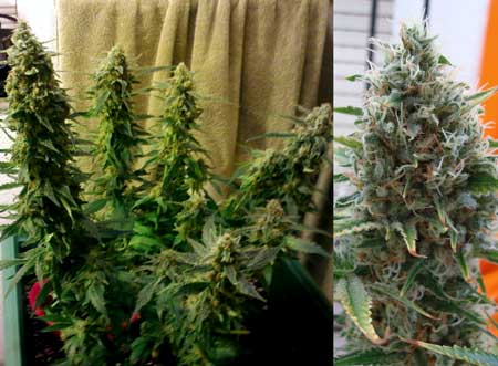Get feminized Super Skunk seeds by Nirvana today!