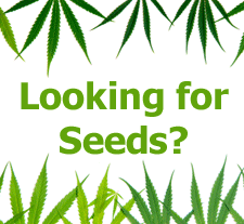 Buy Cannabis Seeds Today at Nirvana Shop!