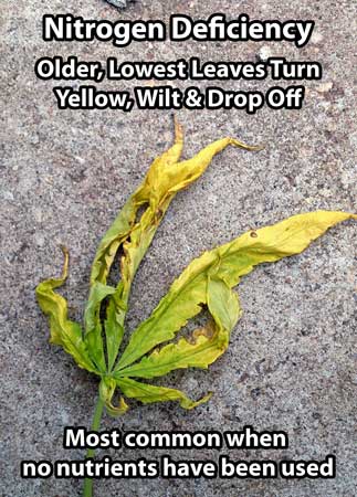 Cannabis nitrogen deficiency - Closeup of a yellow leaf from the bottom of the plant