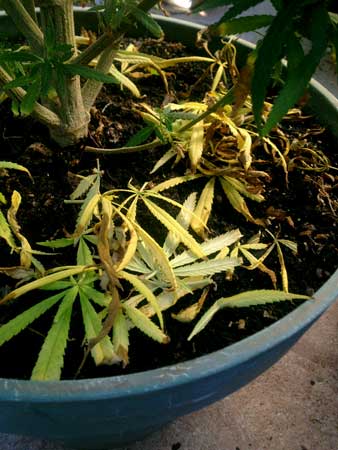 Cannabis nitrogen deficiency - yellow leaves are piling at the bottom of the plant
