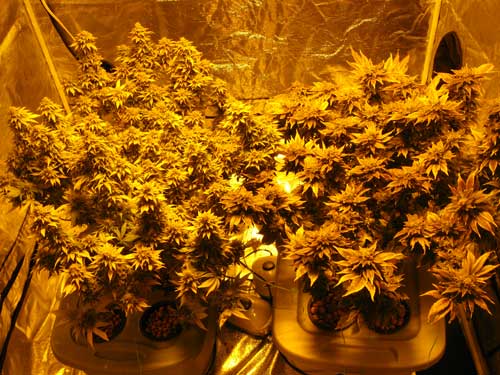Yellow pictures cannabis plants under an HPS grow light