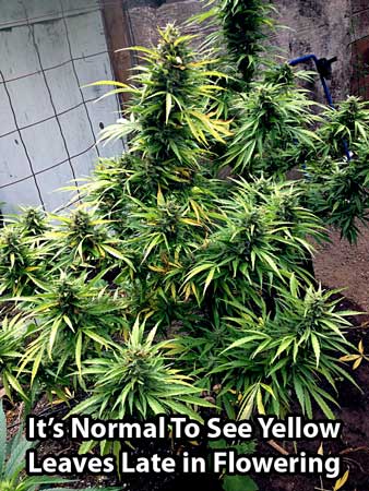 It's normal to see yellow leaves late in the cannabis flowering stage