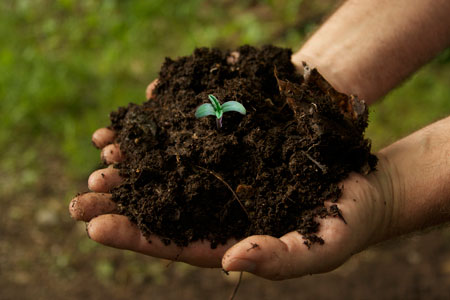 Growing cannabis in composted soil may give it a more complex terpene profile